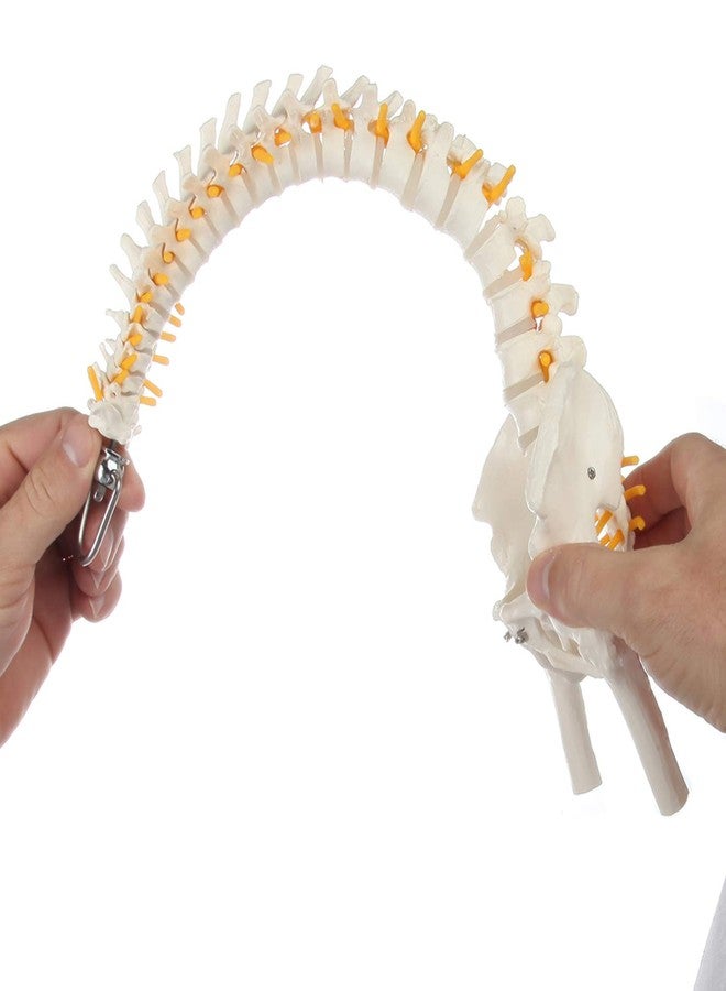 Axis Scientific Miniature Spine Anatomy Model, 15.5" Mini Vertebral Column Model Details Vertebrae, Spinal Nerves, Lumbar & Pelvis - Includes Stand, Product Manual, - Image 1